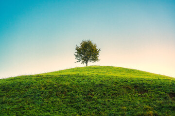 Lonely tree growing on hill in the morning at Hirzel, Switzerland