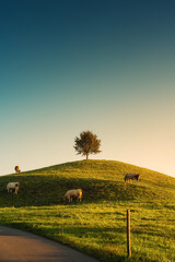 Scenic of sunrise over lonely tree on hill with herd of cow grazing grass in rural scene at Hirzel,...
