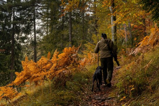 game warden hiking through forest with German shorthaired pointer on the hunt for imnjured mountain goats in the Swiss Alps