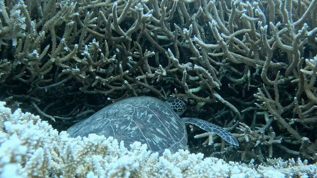 A Beautiful Green Sea Turtle Sleeping on Staghorn Coral - Underwater, Closeup