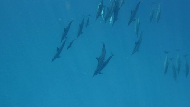 A Pod Of Beautiful Spinner Dolphins Swimming Descending Into The Deep  - Underwater shot