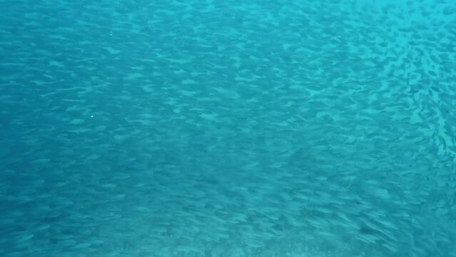 A Large Shoal of Fish Elegantly Moving Through the Turqoise Ocean - Underwater Shot