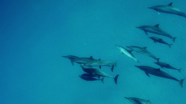 A Large Pod Of Dolphins Swimming Below - slow motion shot