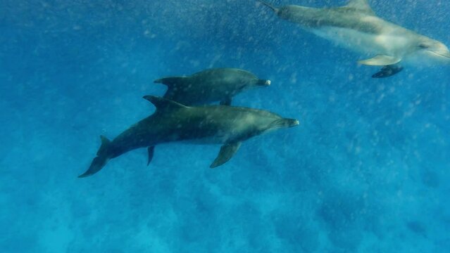 A group of Bottlenose Dolphins Swimming In Crystal Clear Oceans. Water Bubbles - Underwater Shot.