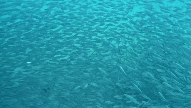 A Huge Shoal of Fish Elegantly Moving Through the Ocean's Depths - Underwater Shot