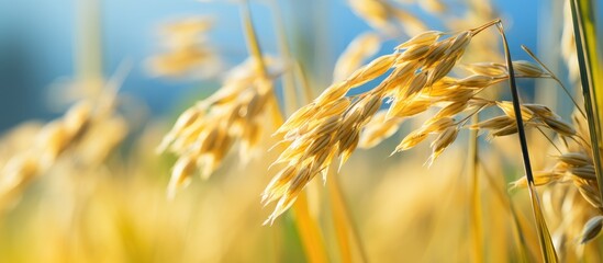 Soft grains or inflorescences crucial stages emerge two months prior to rice harvest in the fields - obrazy, fototapety, plakaty