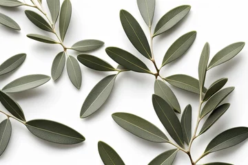 Foto op Plexiglas olive branch leaves on white background © HalilKorkmazer