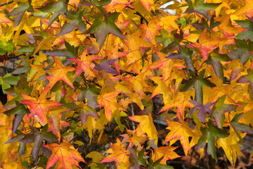 Blattfärbung im Herbst