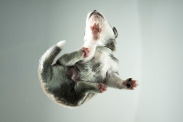 perspektive welpe hund © fotorena.de