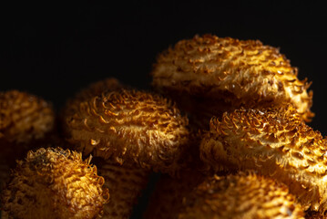 Macro of young honey mushrooms on an black background. Blur and selective focus.