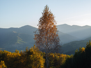 Village in Transcarpathia region scenic Carpathian mountains view Ukraine, Europe. Autumn countryside landscape fall spruce pine trees Pasture Eco Local tourism hiking Recreational activities Vacation