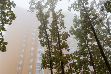 Oaks with autumn leaves against the multistory building in fog