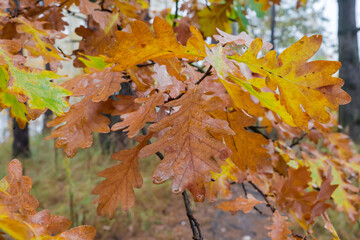 Common oak branch with wet autumn leaves in overcast weather