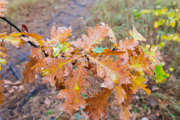 Common oak branch with wet autumn leaves in overcast weather