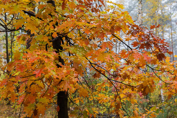 Red oak branches with wet bright autumn leaves in forest