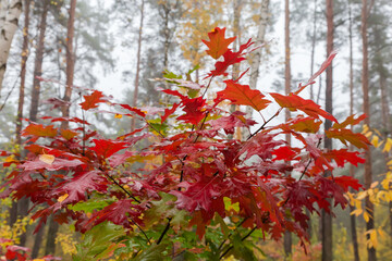 Red oak branches with wet bright autumn leaves in forest