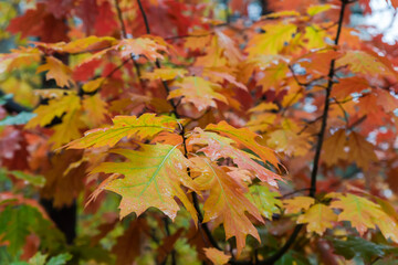 Red oak branches with wet bright autumn leaves in forest