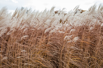 Stems of the ornamental grass Miscanthus with panicles close-up