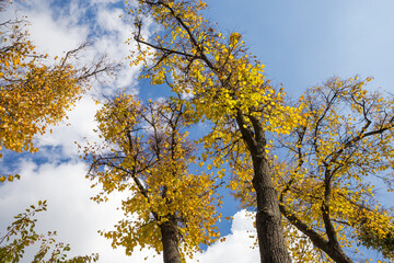 Tops of linden trees with partly fallen leaves against sky
