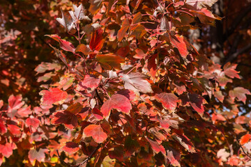 Branches of red maple with bright autumn leaves close-up