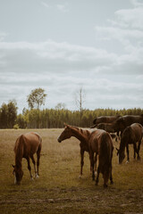 Obraz premium herd of horses