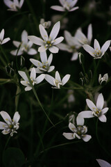 Obraz premium white flowers on black background