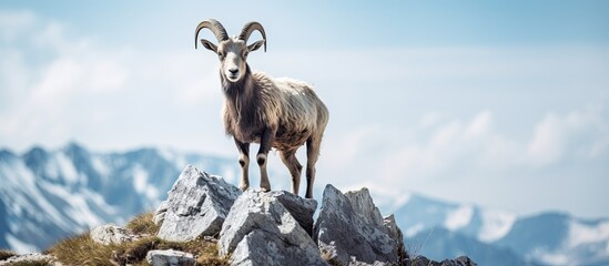 Fototapety  Tatras stone hosts a lively mountain goat