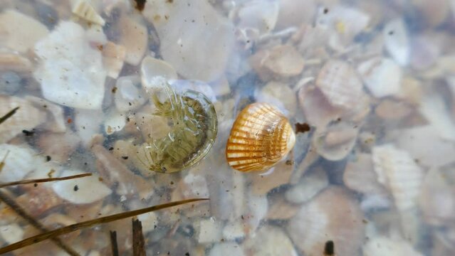 Amphipoda, Gammarus balcanicus on the seashell beach. Supralitoral, saprophages, semi-aquatic life. The Azov Sea