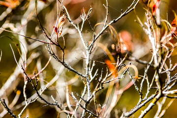 Detailed tree branches. HDR Image (High Dynamic Range).