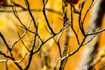 Detailed tree branches. HDR Image (High Dynamic Range).
