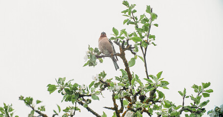 Eurasian Chaffinch, Common Chaffinch, Or Simply Chaffinch Fringilla Coelebs. Chaffinch Is Perched On Apple Tree Branch. Sentinel Bird Looking Around. Spring Time. Amazing European Birds.