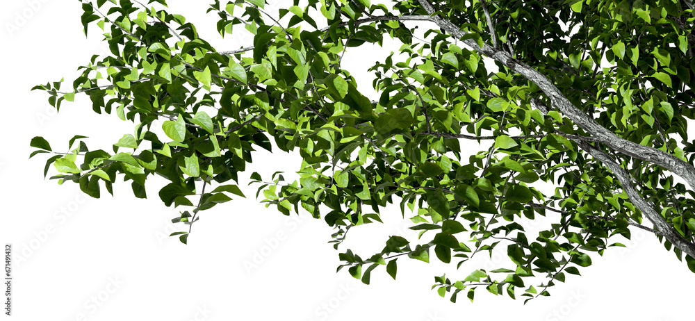Poster isolate tree branches composition layout cutout on transparent backgrounds 3d render png
