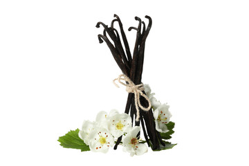 PNG,vanilla pod with a flower, isolated on white background