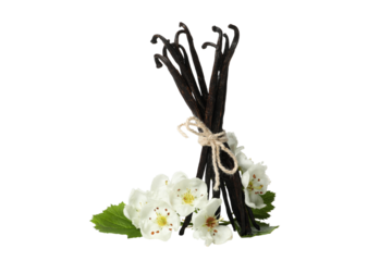 PNG,vanilla pod with a flower, isolated on white background