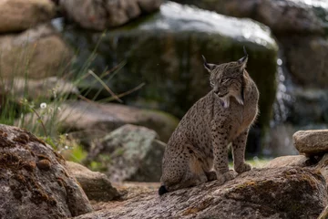 Papier Peint photo autocollant Lynx iberian lynx on the rock