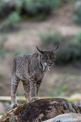 Fototapeta premium iberian lynx on the rock