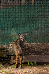 iberian lynx on the fence