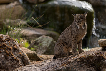 Obraz premium iberian lynx in the wild