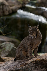 Naklejka na ściany i meble iberian lynx on the rocks