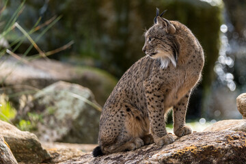 iberian lynx on the rocks