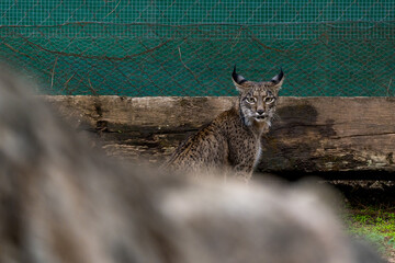 iberian lynx in the wild © Gustavo Palacios