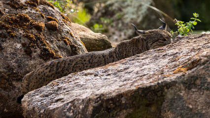 iberian lynx betwee the rocks