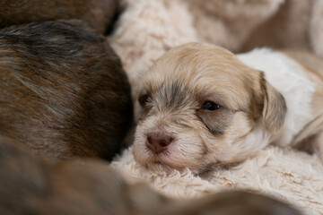 puppy dog napping