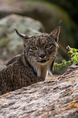 portrait of a iberian lynx in the wild