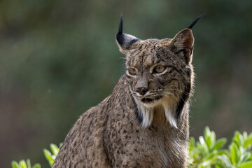portrait of a iberian lynx in the wild