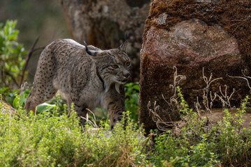 wild boar in the wild
