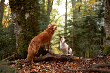 Two Dogs in Autumn Setting, Nova Scotia Duck Tolling Retriever and Jack Russell Terrier stand on a log. The background reveals a forest with fall colors, suggesting adventure