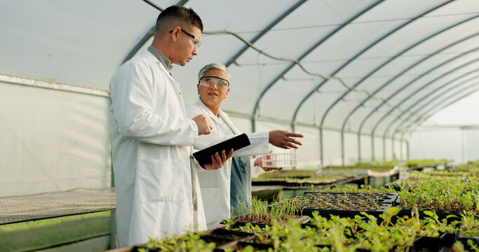 Science, tablet and people in a farm greenhouse for agriculture, sustainability or growth in medical industry. Teamwork, research or innovation with a man and woman scientist looking at plant life