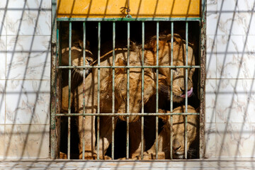 Lions et lionnes derrière les barreaux de leur cage