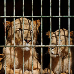 Lions et lionnes derri&egrave;re les barreaux de leur cage
